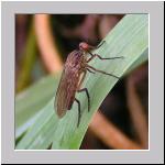 Empis sp - Tanzfliege 01a 12mm.jpg